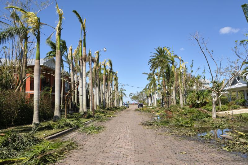 Wind Damage to Trees