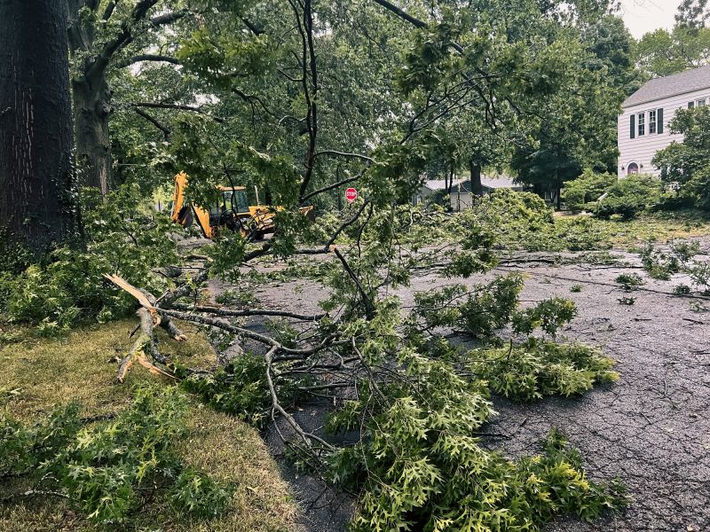 Tree Uprooted by Wind